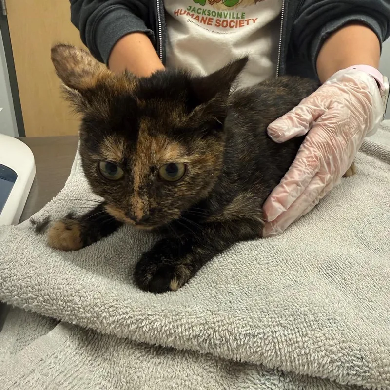 A baby small-sized female Tortoiseshell Domestic Short Hair cat named Mimi for adoption in Jacksonville, FL