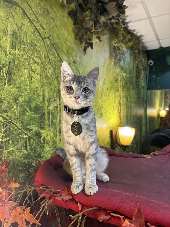 A baby small-sized female Tabby (Gray / Blue / Silver) Domestic Short Hair cat named Lady Alcina Dimitrescu for adoption in The Colony, TX