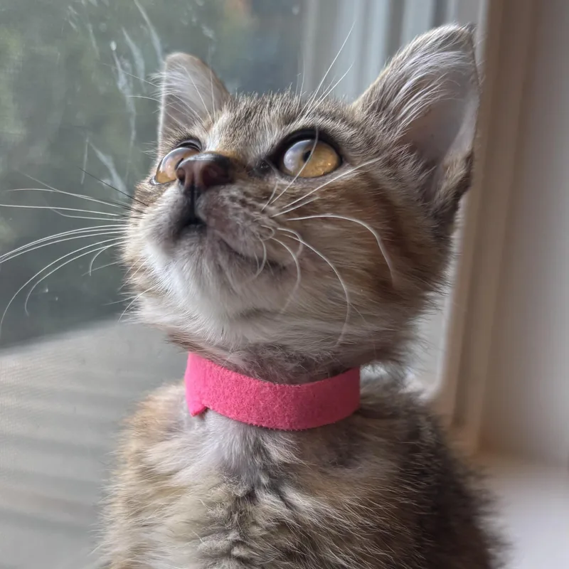 A baby small-sized female Tabby (Brown / Chocolate) Domestic Short Hair cat named Mesquite for adoption in Bryan, TX