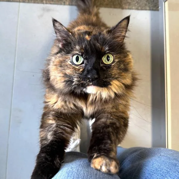 Coco