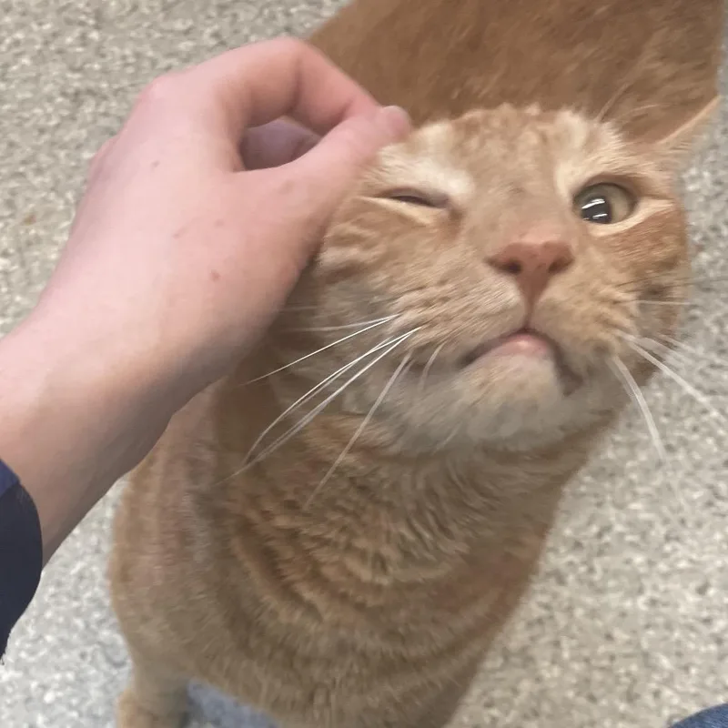An adult extra large-sized male Orange / Red Domestic Short Hair cat named Peanut for adoption in Enfield, NH