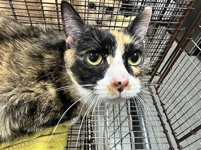 An adult small-sized female Domestic Medium Hair cat named Callie for adoption in Kalamazoo, MI