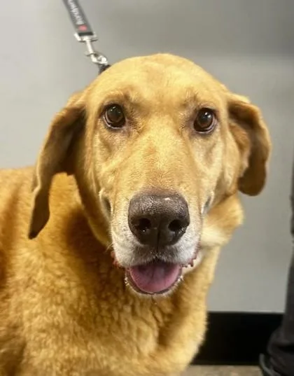 An adult large-sized female Labrador Retriever dog named Butterscotch for adoption in West Chester, PA