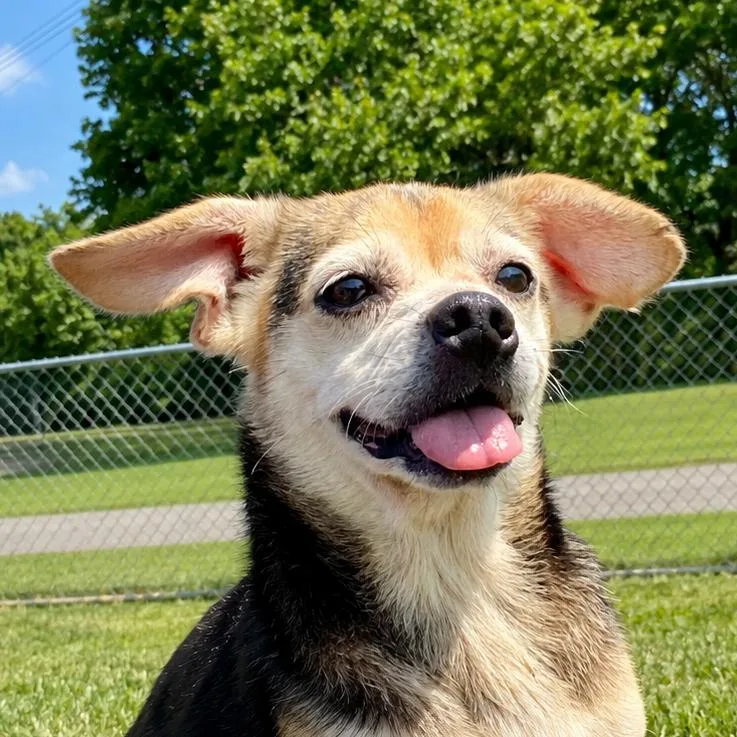 A senior small-sized female Black Chihuahua dog named Marley for adoption in Erie, PA