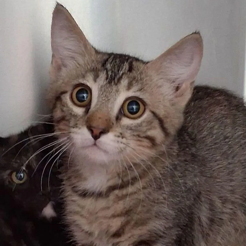 Conner