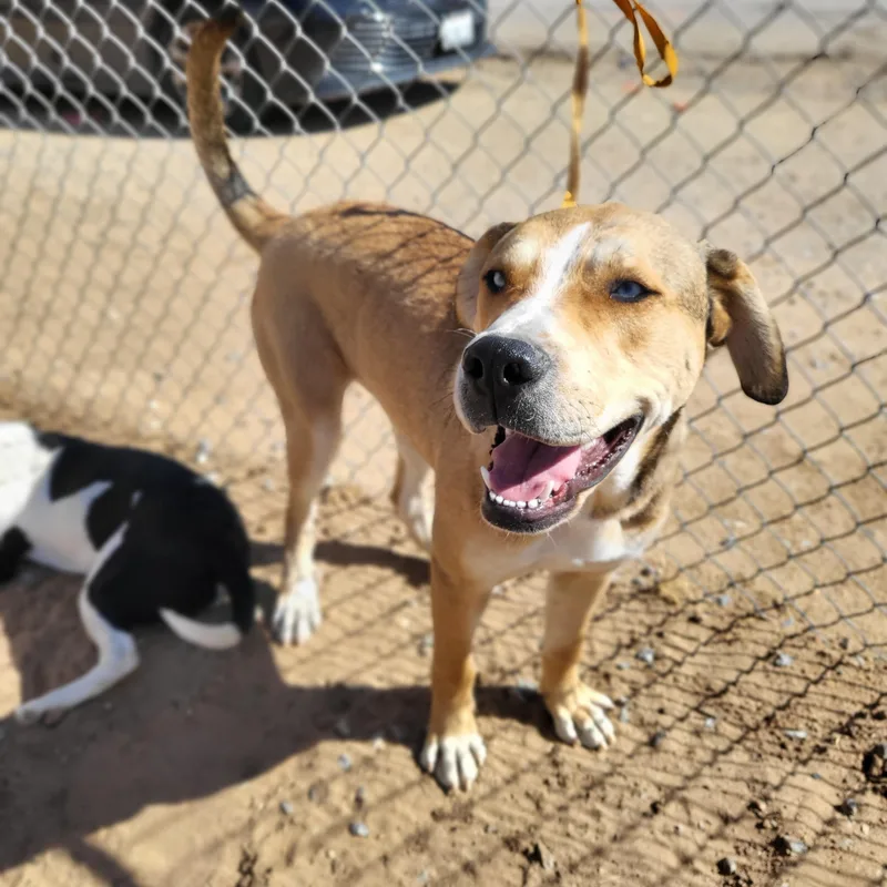 A young large-sized male American Staffordshire Terrier dog named Bluesweet And Gentle for adoption in Los Angeles, CA