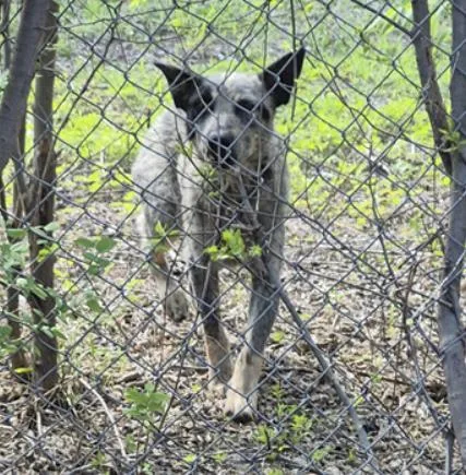 A young medium-sized female Australian Cattle Dog / Blue Heeler dog named Freckles for adoption in San Antonio, TX