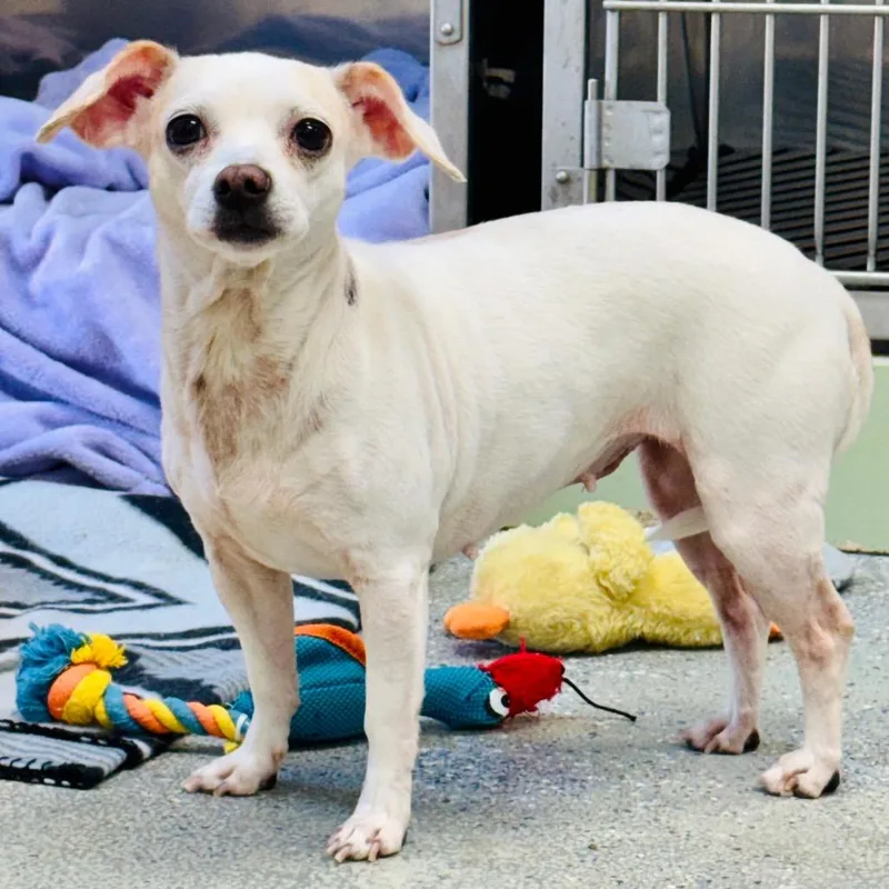 An adult small-sized female Chihuahua dog named Winter for adoption in Lebanon, MO
