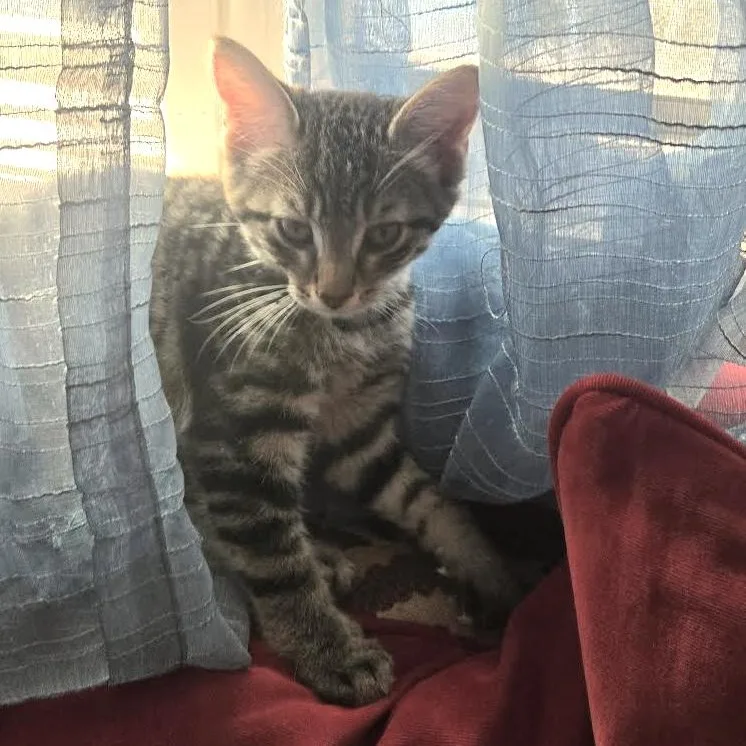A baby medium-sized male Tabby (Brown / Chocolate) Tabby cat named Amp for adoption in Lombard, IL