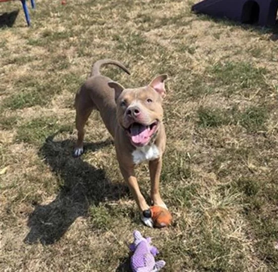 An adult large-sized male Pit Bull Terrier dog named Portobello for adoption in Indianapolis, IN
