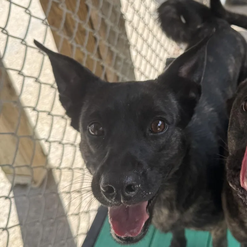 A young medium-sized female Brindle Mixed Breed dog named Mogwai for adoption in Charleston, WV