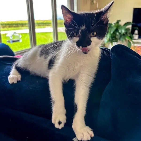 A baby small-sized male Domestic Short Hair cat named Mitch for adoption in Des Moines, IA