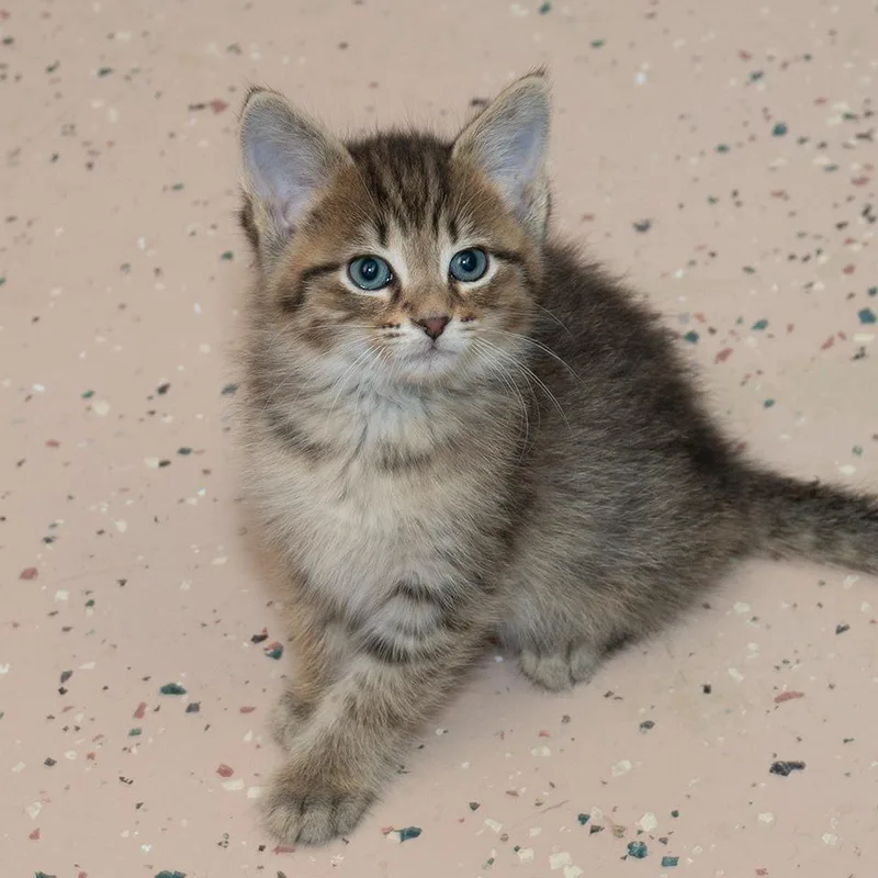 Remington thumbnail 2