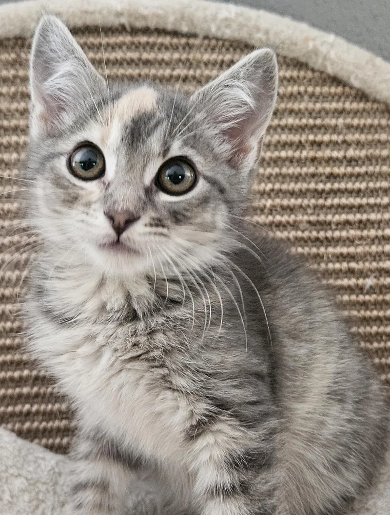 A young medium-sized female Dilute Tortoiseshell Domestic Short Hair cat named Dawn for adoption in Washburn, WI
