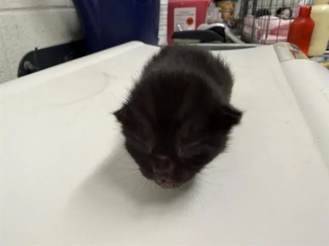 A baby small-sized female Domestic Short Hair cat named Pocahontas for adoption in Chula Vista, CA