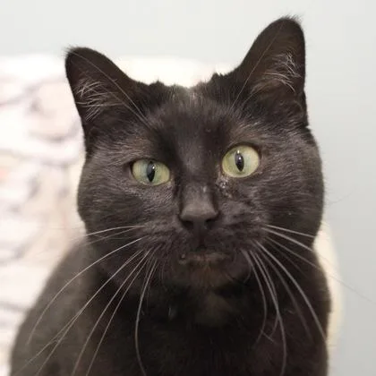 An adult medium-sized female Domestic Short Hair cat named Lady for adoption in Verona, WI