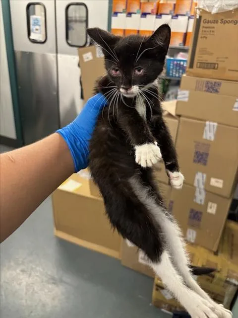 A baby small-sized female Black & White / Tuxedo Domestic Short Hair cat named Basil for adoption in Woodland, CA