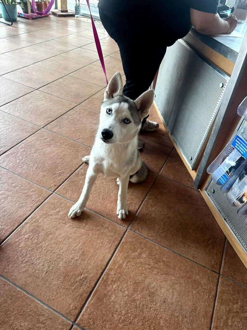 A baby medium-sized male Husky dog named Huck for adoption in Haslet, TX