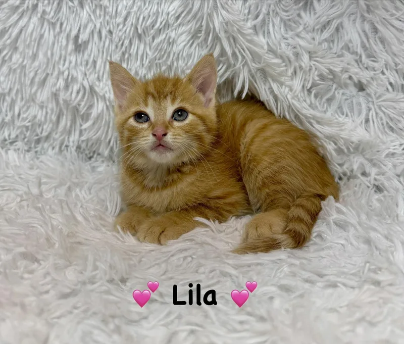 A baby medium-sized female Orange / Red Domestic Medium Hair cat named Lila for adoption in Copley, OH