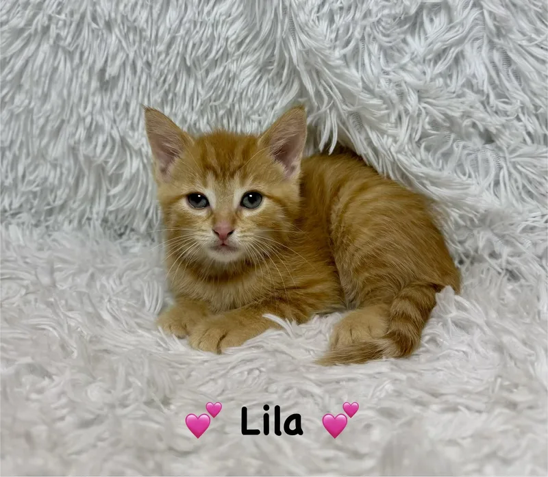 Lila thumbnail 2