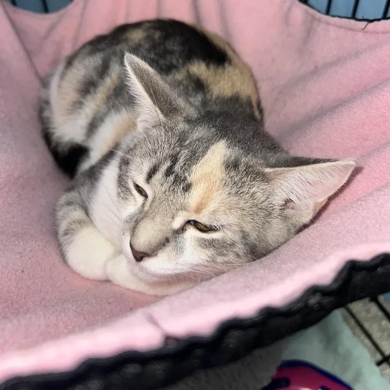 A young small-sized female Domestic Short Hair cat named Jacey for adoption in Oneonta, NY
