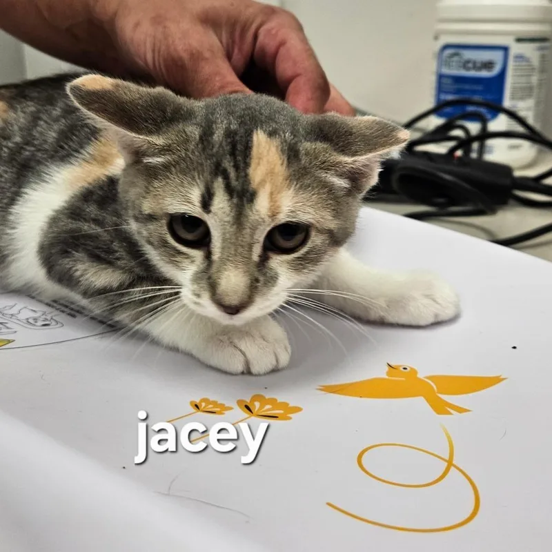 Jacey thumbnail 3
