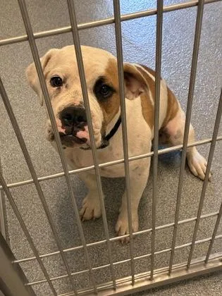 An adult large-sized female American Bulldog dog named Cow for adoption in Daphne, AL