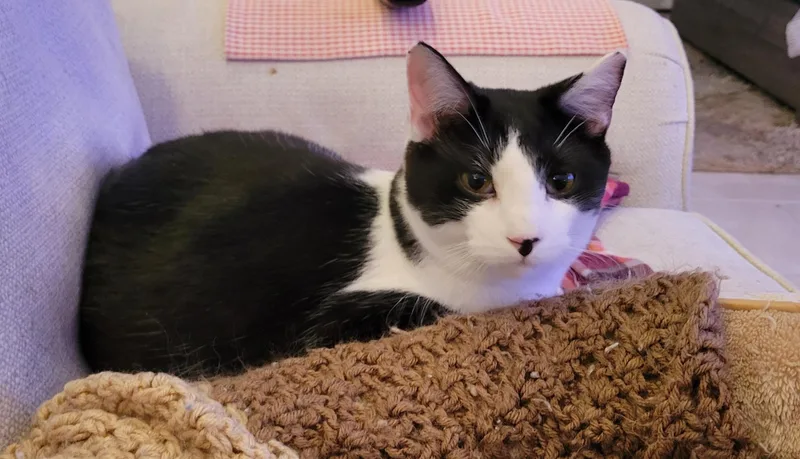 Waylon Wagyu And Hugh thumbnail 2