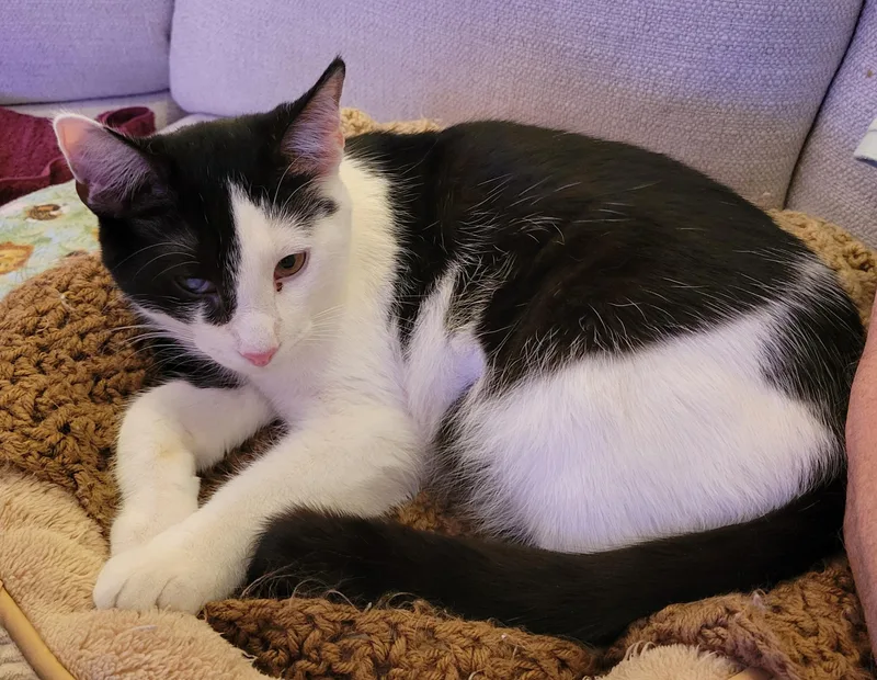 Waylon Wagyu And Hugh