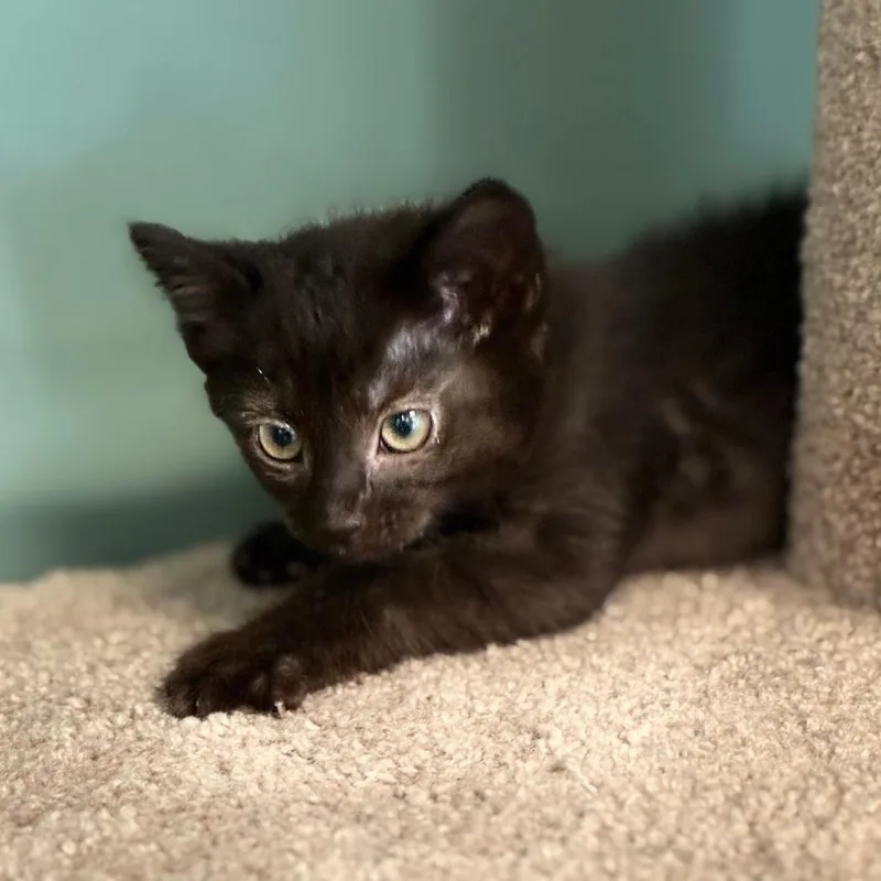 A baby small-sized female Black Domestic Short Hair cat named Wren for adoption in South Elgin, IL