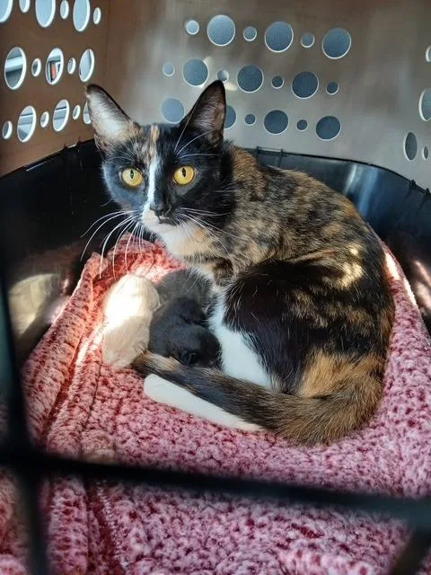 A young medium-sized female Domestic Short Hair cat named Circe for adoption in Huntington, IN