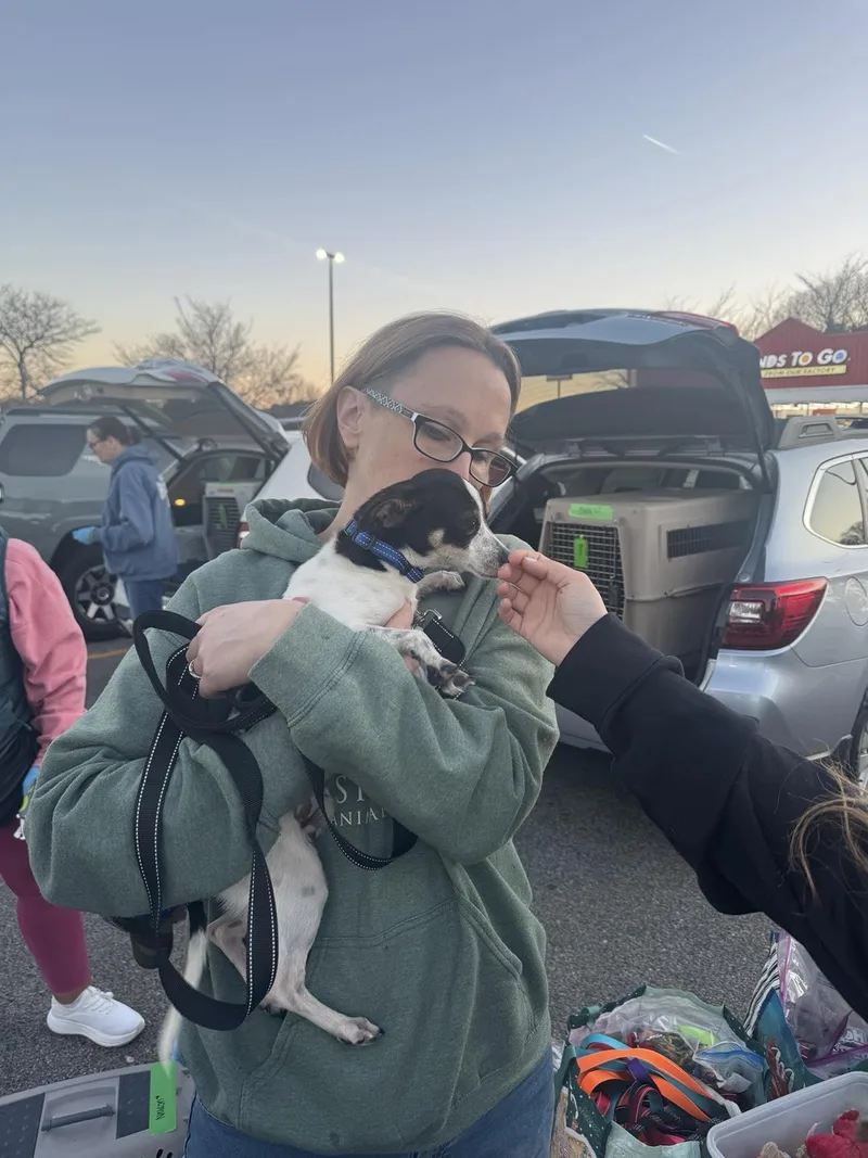 An adult small-sized male Chihuahua dog named Nelson for adoption in Holbrook, NY