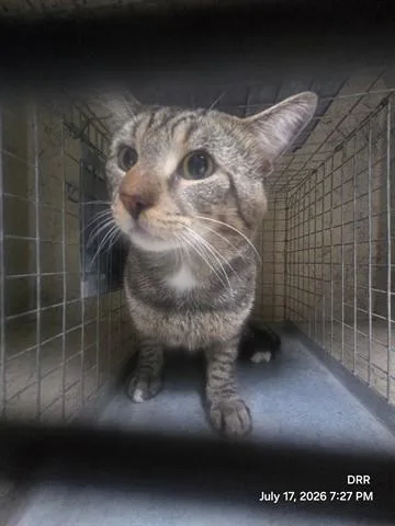 A young medium-sized male Domestic Short Hair cat named Fat Cat for adoption in Orlando, FL