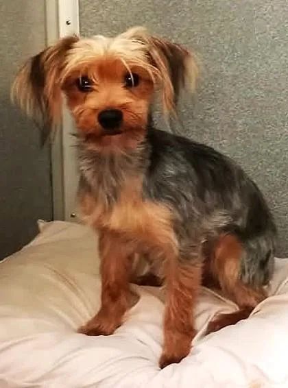 An adult small-sized male Yorkshire Terrier dog named Bernard for adoption in Waupaca, WI