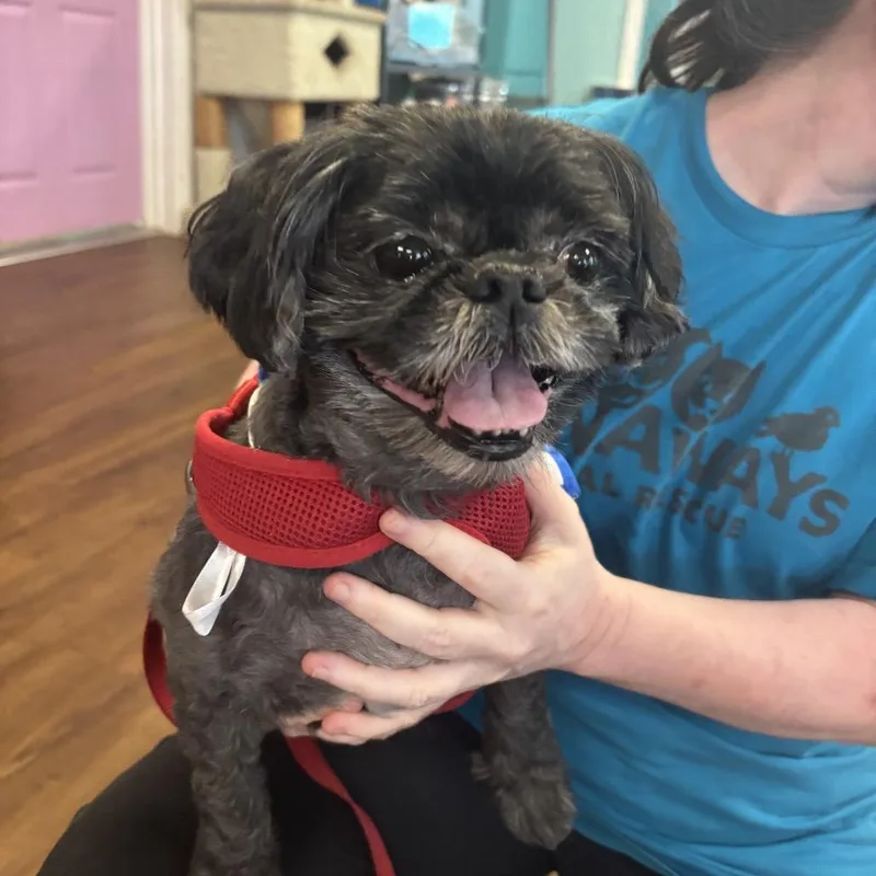 A senior small-sized male Black Shih Tzu dog named Marley for adoption in Port Richey, FL