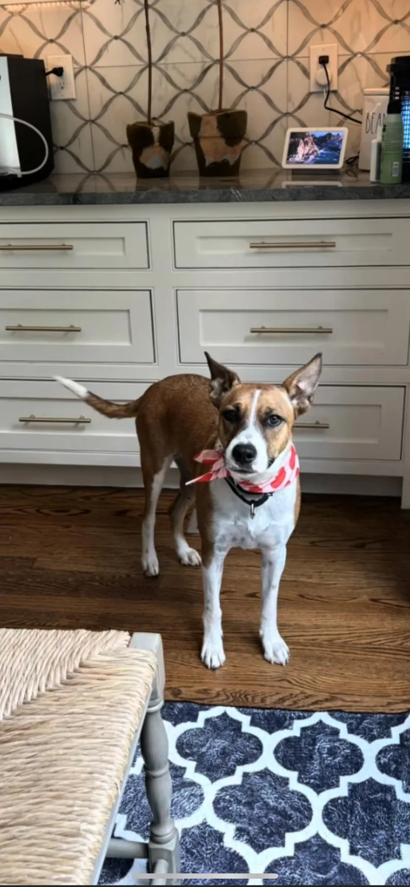 A young medium-sized female Brown / Chocolate Australian Cattle Dog / Blue Heeler dog named Maggie for adoption in Branford, CT