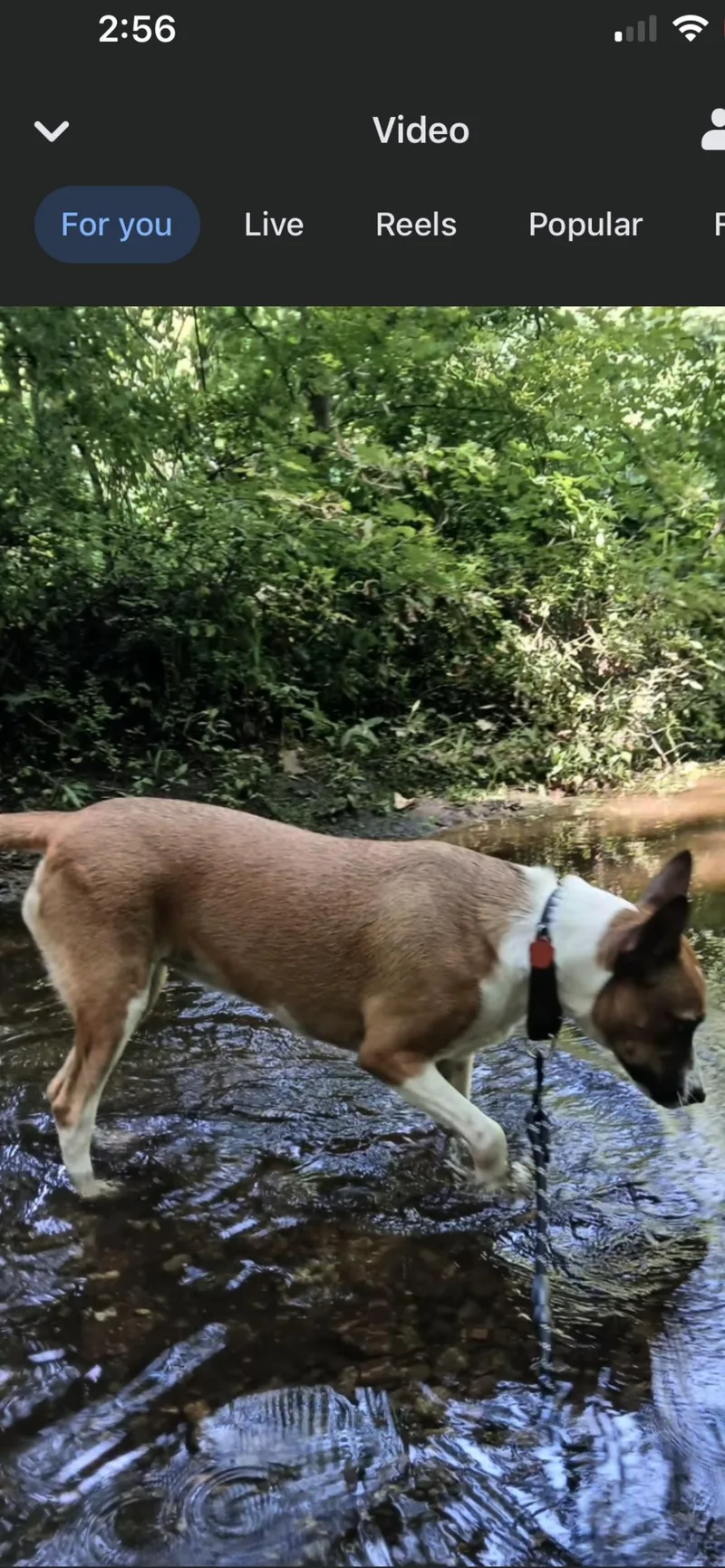 Maggie thumbnail 3