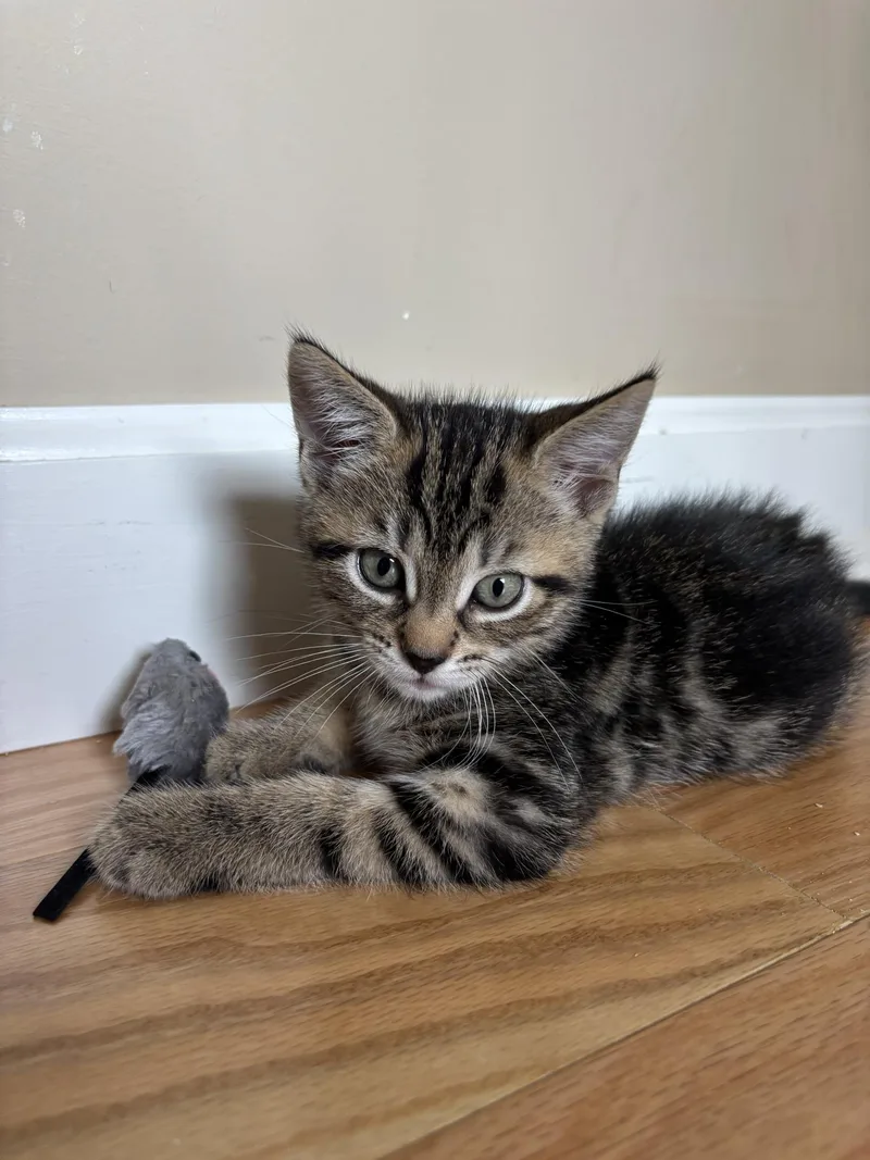A baby medium-sized male Tabby (Gray / Blue / Silver) Tabby cat named Tigre for adoption in New Milford, CT