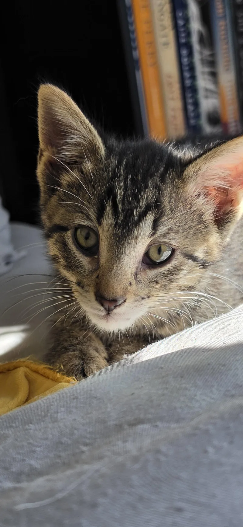 A baby medium-sized male Domestic Short Hair cat named Dough for adoption in Hanover, PA