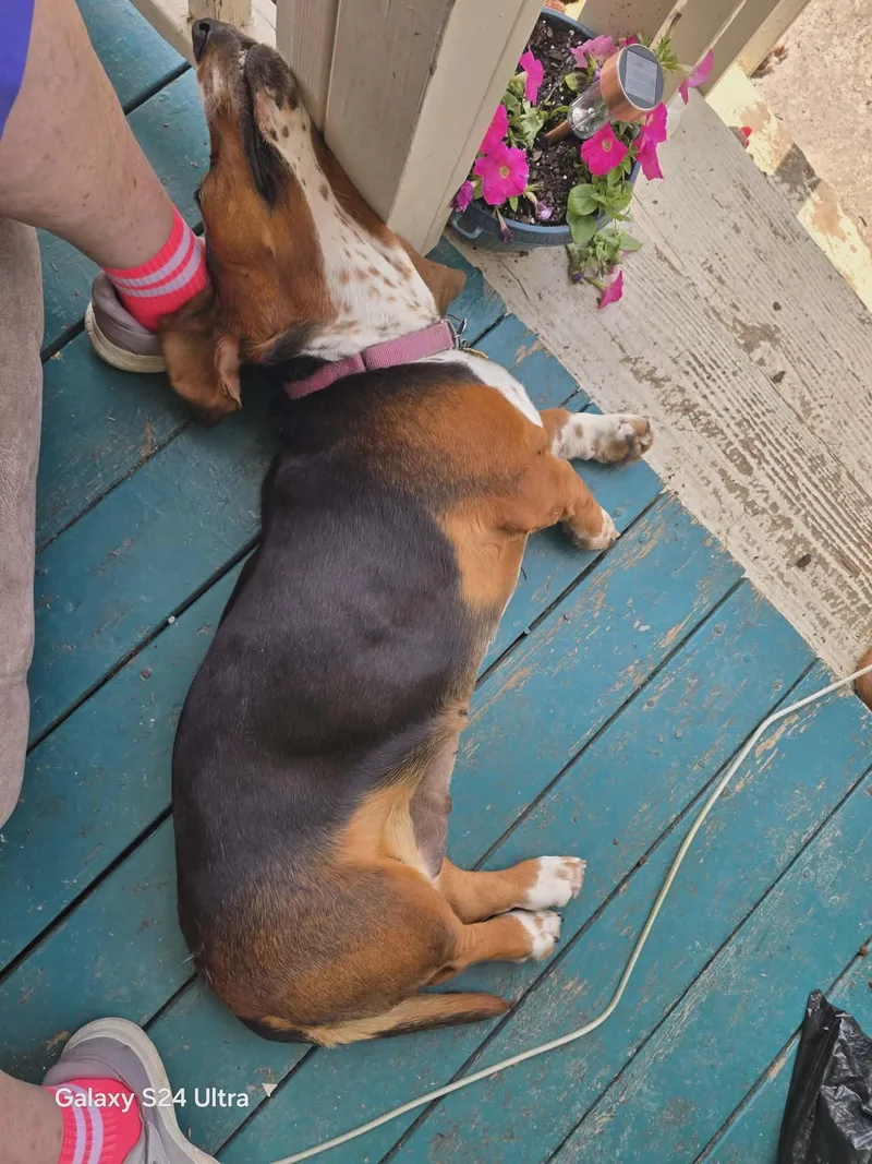 A young large-sized female Tricolor (Brown, Black, & White) Basset Hound dog named Latoya for adoption in Knoxville, TN