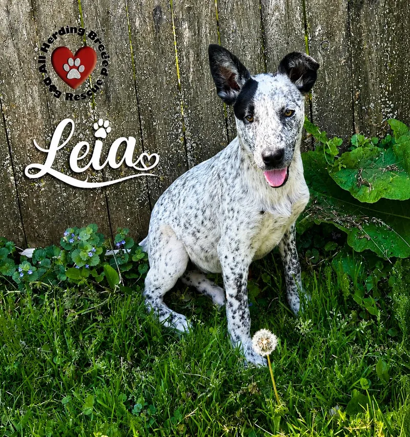 Leia thumbnail 2