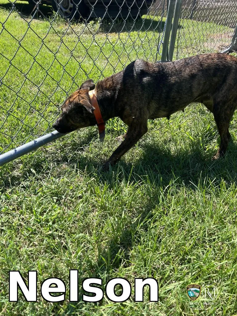 A young small-sized female Pit Bull Terrier dog named Nelly for adoption in Rocky Mount, NC