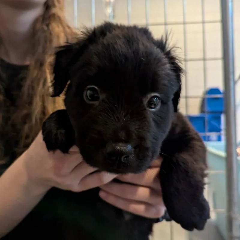A baby large-sized male Black Mixed Breed dog named Mayonnaise for adoption in Ocala, FL