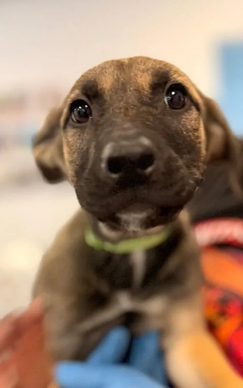 A baby large-sized female Brown / Chocolate German Shepherd Dog dog named Giraffe for adoption in Van Nuys, CA