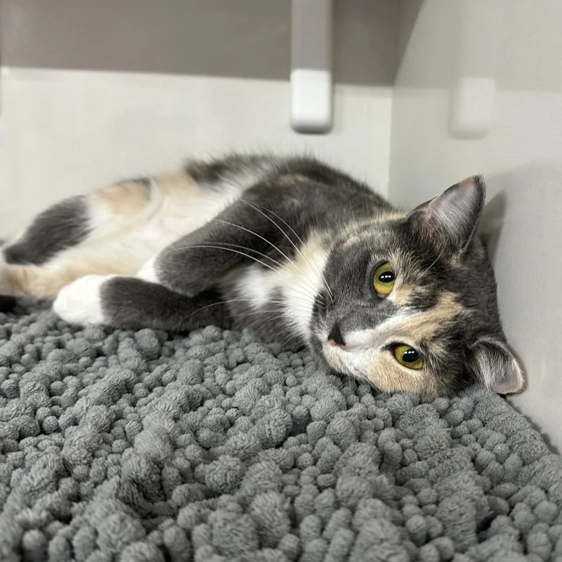 An adult medium-sized female Tortoiseshell Domestic Short Hair cat named Octavia for adoption in Forest Park, IL