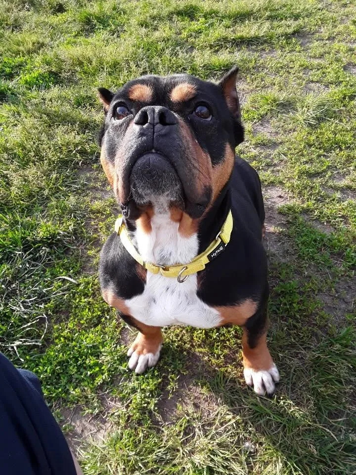 An adult medium-sized female Mixed Breed dog named Holly for adoption in South Bend, IN