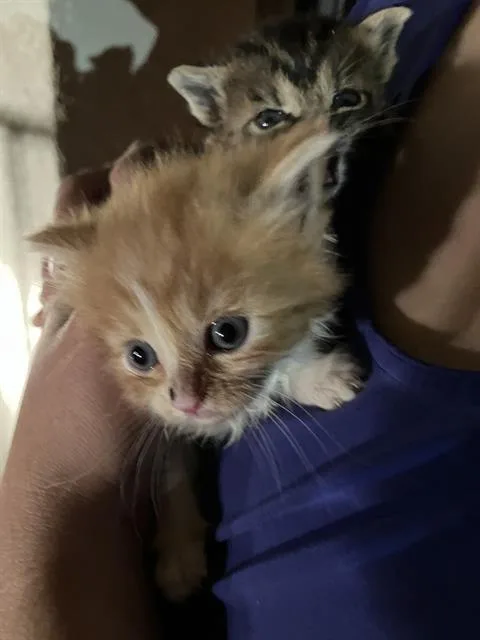 A baby medium-sized female Domestic Short Hair cat named Butter for adoption in Dallas, TX