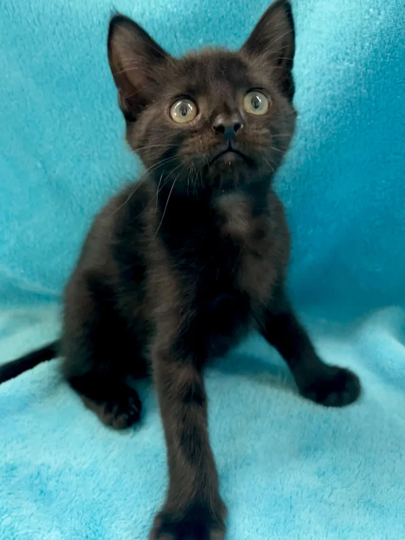 A baby medium-sized female Black Domestic Short Hair cat named Dally for adoption in Greensboro, NC