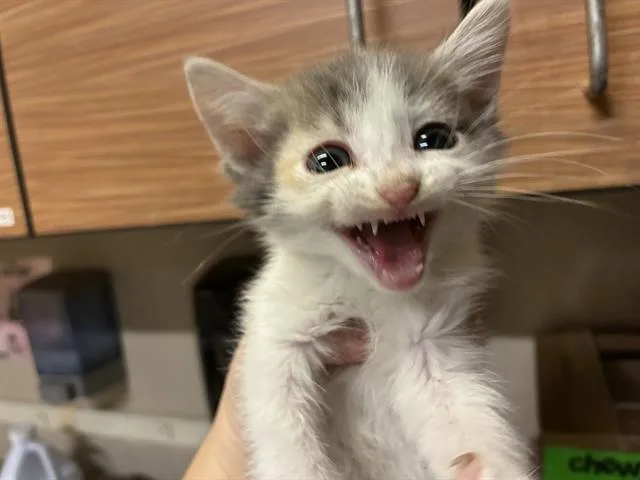 A baby small-sized female Domestic Medium Hair cat named Tinkerbell for adoption in Modesto, CA