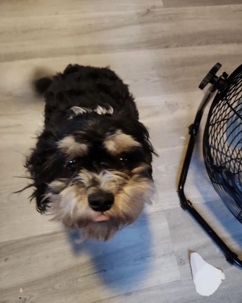 An adult small-sized female Bichon Frise dog named Sammie for adoption in Cuyahoga Falls, OH